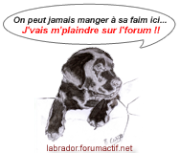 Labrador Boulimique.. 4152876607